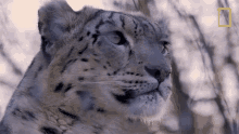Snow leopard looking at camera