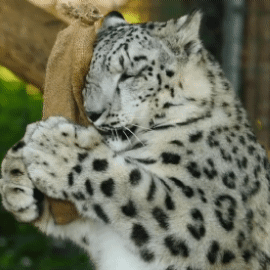Theriotype Snow leopard looking at camera